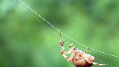 Защо не бива да убиваме паяците у дома