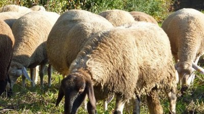 Парад на овцете премина през Мадрид