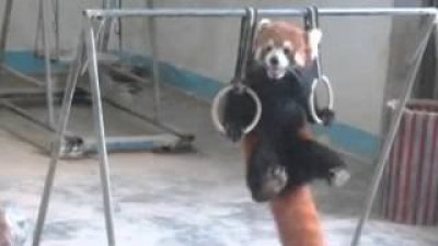 Червена панда прави гимнастика