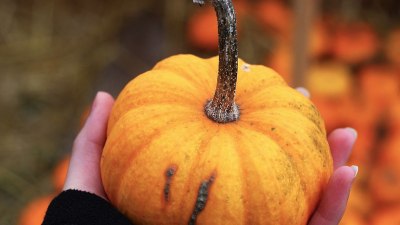 Пет от най-популярните есенни храни у нас