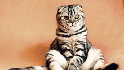 Не ме пипай: Местата, на които котките не обичат да бъдат докосвани