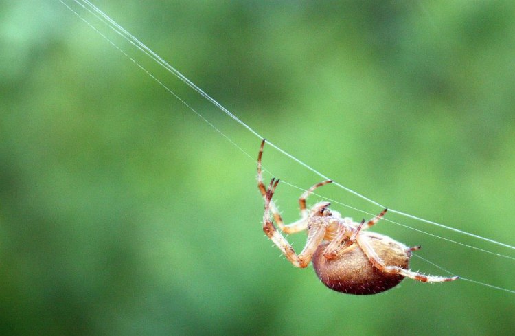 Нека си кажем откровено – паяците не са най-желаните съквартиранти