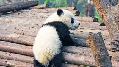 Трогателно бебе панда, вкопчано в крака на гледача си, открадна сърцата на милиони (ВИДЕО)