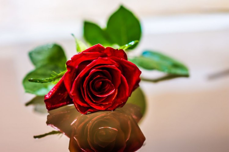 Световният ден на жената се отбелязва всяка година на 8