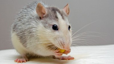 Експерти: Създаването на мишка от двама бащи е революционно постижение