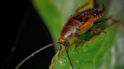 Мъжката хлебарка изпълнява нов вид "брачен танц", ето защо