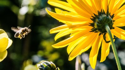 Бактерии, гъбички, вируси: Градските пчели разкриват невидим живот от решаващо значение за човешкото здраве