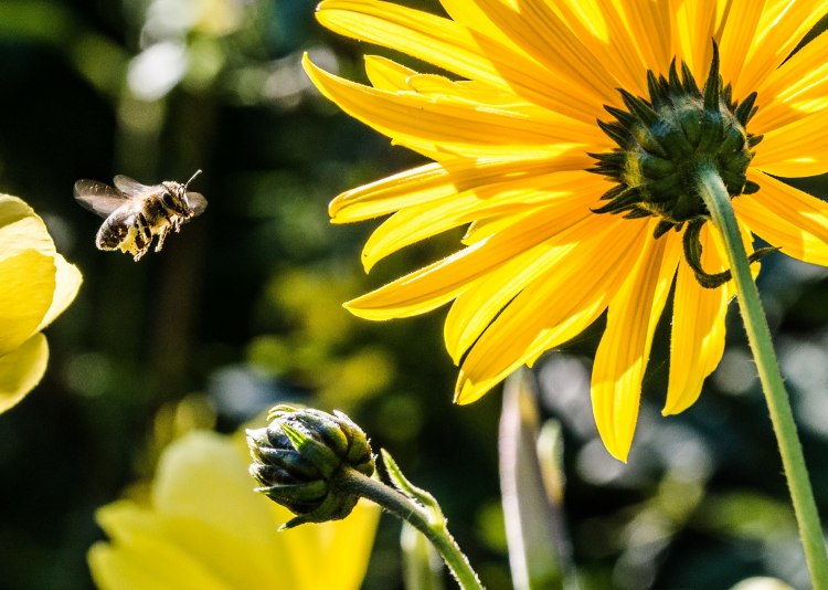Градските пчели могат да бъдат използвани за по доброто разбиране