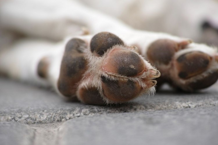 Представител на породата чихуахуа се превърна в най ниското живо куче