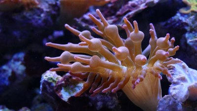 Откриха нов коралов риф край Галапагоските острови 