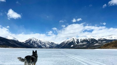 Пътят към дома: Куче измина 241 км по леда, за да се върне при стопаните си 