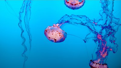 Откриха нов вид отровна медуза във водите на Хонконг