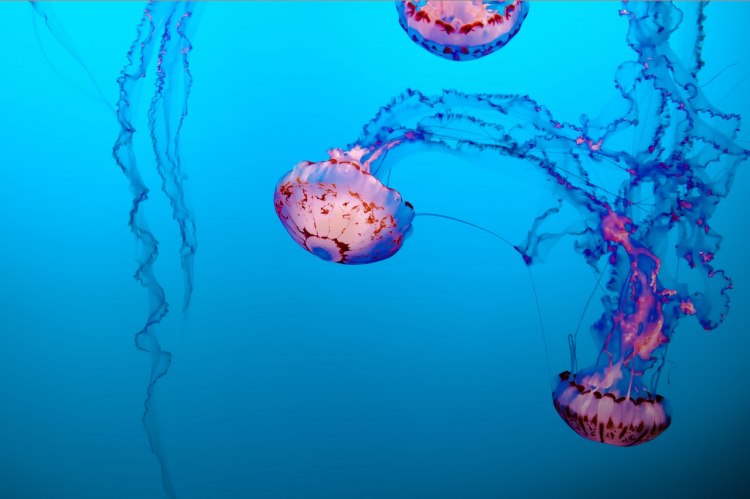 Учени са открили нов вид кубовидна медуза (кубомедуза) в хонконгския