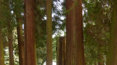 Кандидат за "Гинес": 5000-годишно дърво е "капсула на времето" 