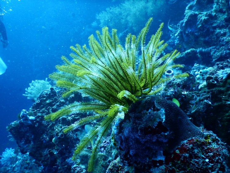 Мек корал от Индо тихоокеанската зона се е заселил на венецуелското