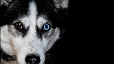 Героят Балто: Откриха специална ДНК в легендарното куче 