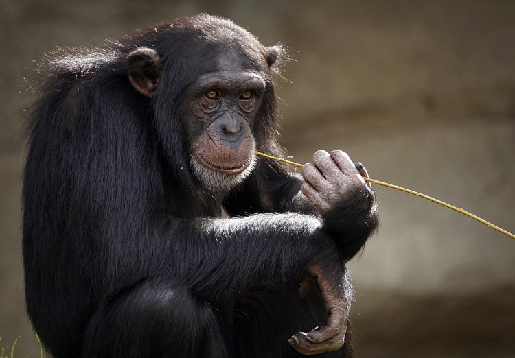 Шимпанзетата комбинират звуци в по големи комуникативно значими структури както правят