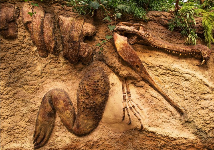 Фосили на древни животни, намерени в Република Южна Африка (РЮА),