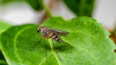 Какво привлича комарите и има ли как да се предпазим 