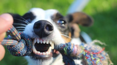 Кучетата хапят по-често в жегите, дъждовните дни намаляват вероятността от ухапване
