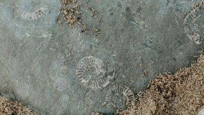 Драматични събития отпреди милиони години: Вкаменелости показват обезглавяване на древно морско влечуго