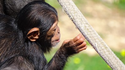 Шимпанзетата могат да разгледат два сценария и да се подготвят за тях, за да постигнат дадена цел