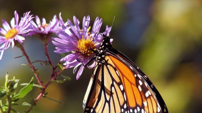 За какво служат белите петна по крилата на пеперудите монарх?