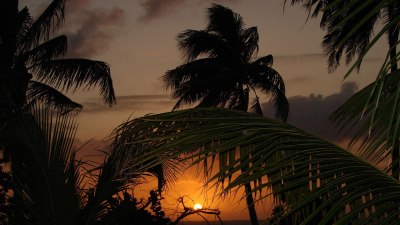 Pinanga subterranea - палмата, която цъфти под земята