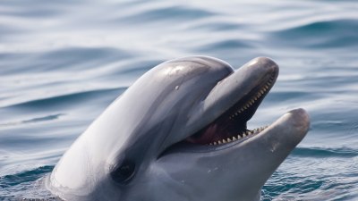 Бебешки говор? Майките делфини променят тона си, когато се обръщат към малките си