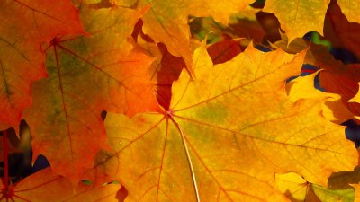 ТЕСТ: Какво есенно листо си?