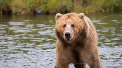 Празнуваме Андреевден: Народът чества повелителят на мечките 