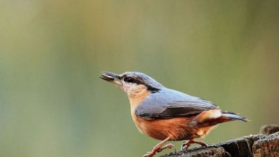 Започва кампанията "Зрънце любов" за подхранване на пойните птици