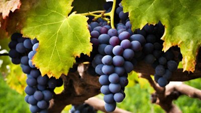 Празнуваме Трифон Зарезан – честваме покровителя на винарите и лозята