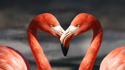 Любов в животинското царство: Как изглежда Свети Валентин в зоопарка