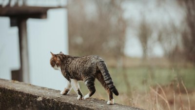 Следвайте улична котка и вижте докъде ще ви отведе