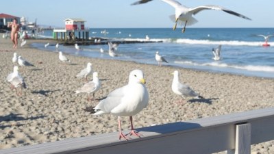 Как да ядете на плажа, без да нахраните чайките