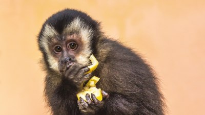 Как да се престорите, че не ви е страх, когато маймуна ви открадне храната