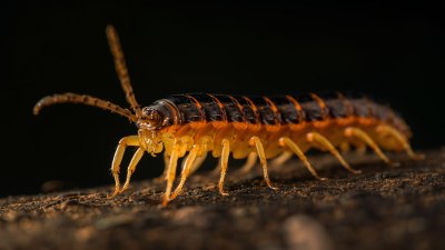 Никога не убивайте домашна стоножка! Ето защо