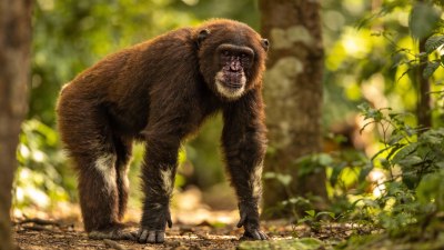 Шимпанзетата са способни на сложни комбинации от звуци, подобни на човешките
