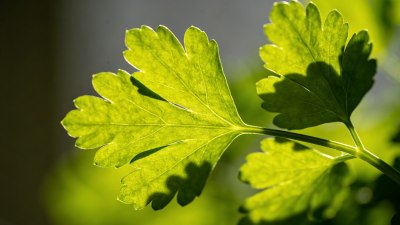 Маски с магданоз за здрав и слънчев вид