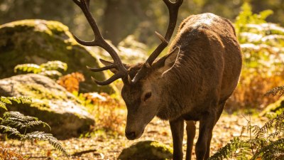 Животните усещат душата ни: Защо дивата природа не се страхува от всички хора