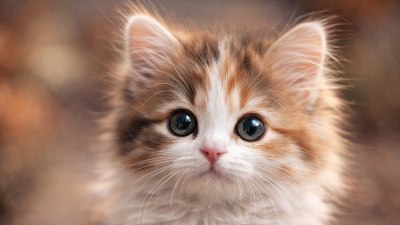 Мистерията е разкрита: Ето защо котките винаги падат на краката си