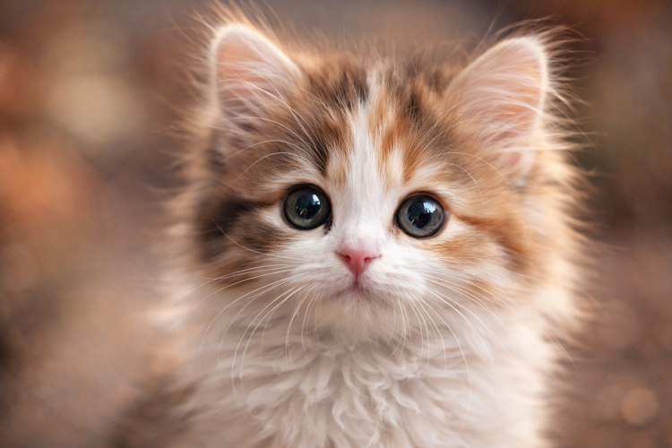 Мистерията е разкрита: Ето защо котките винаги падат на краката си