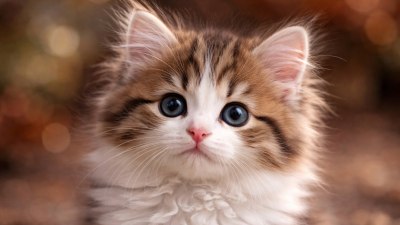 Котката е най-чаровният гадняр в дома ти: Защо ги обичаме, въпреки пакостите