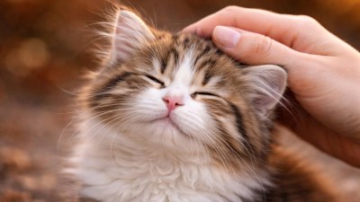 Не ме пипай: Местата, на които котките не обичат да бъдат докосвани