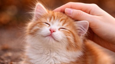Това е най-добрият начин да се гали котка