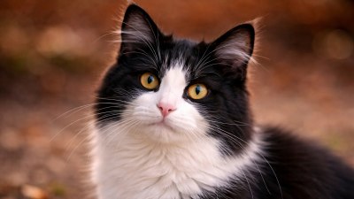 Котешката снимка, която стана хит в интернет