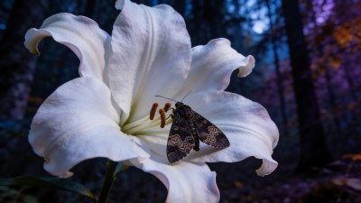 Тайната на цветния часовник: Как растенията знаят точно кога да разцъфнат