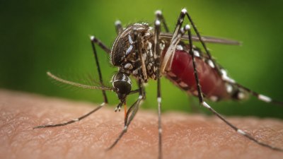 Защо някои хора са като магнити за комарите, а други се разминават с ухапванията им?
