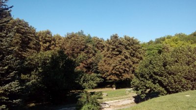 Дърветата трудно се адаптират към продължителен недостиг на вода